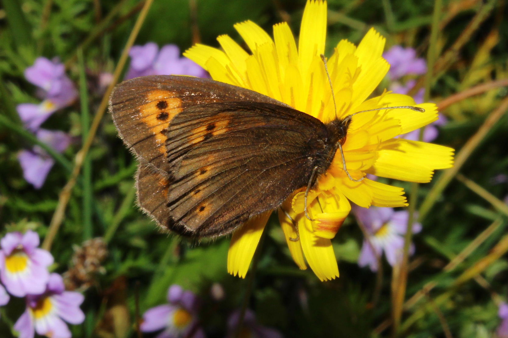 Erebia sp. ?- da determinare - Erebia melampus